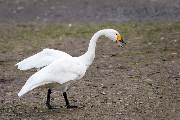 Bewick's Swan Dominant Behaviour -3