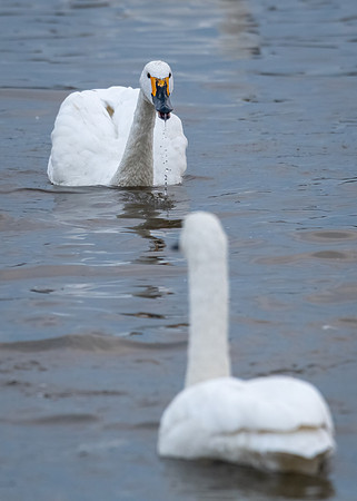 Bewick's Swan Dominant Behaviour -2