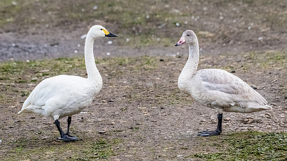 Bewick's Swan Adult and Juvenile