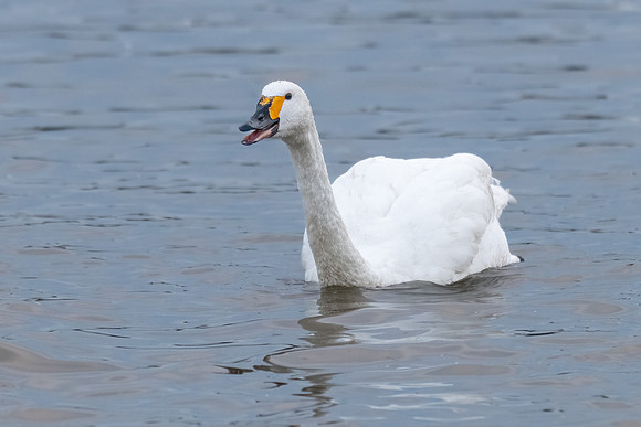 Bewick's Swan Dominant Behaviour -1