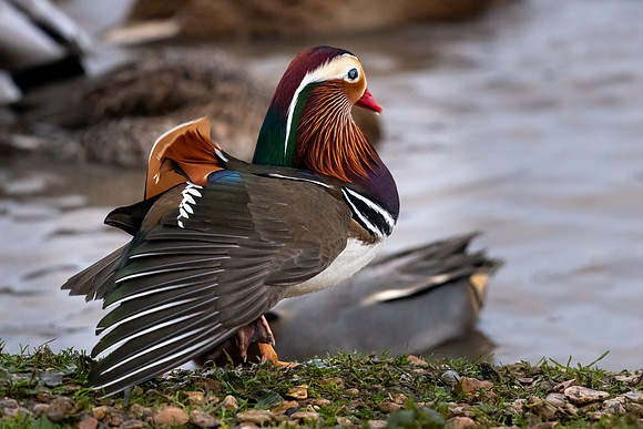 Mandarin Duck Drake -6