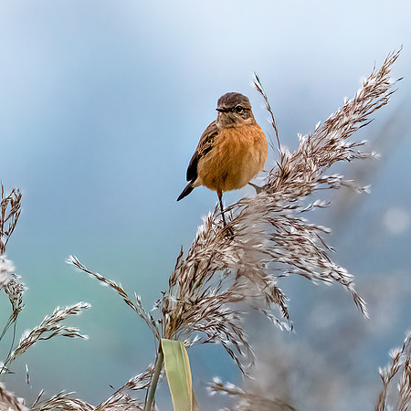 Stonechat Female