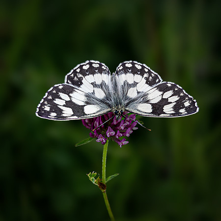 Marbled White 010724-1