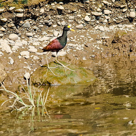 Northern Jacana