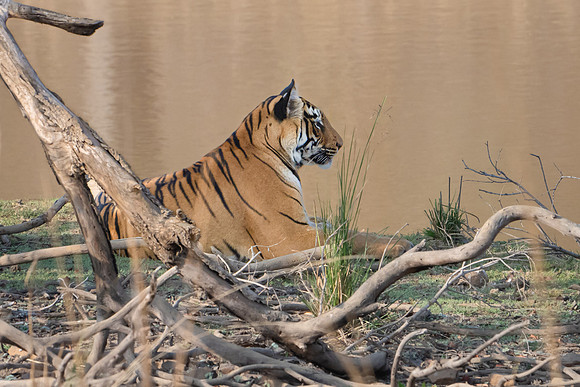Tiger -2