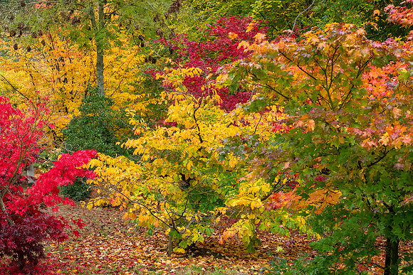 Bodenham Arboretum-5