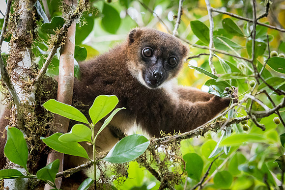 Red Fronted Brown Lemur -1