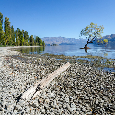 Lone Tree at Wanaka -4