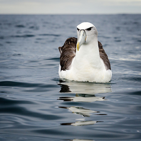 White-capped Albatross -1