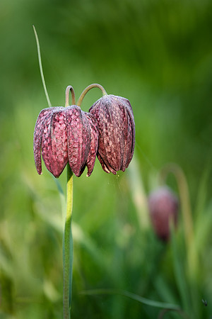 Snakeshead Fritillary