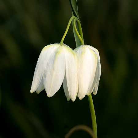 Snakeshead Fritillary White