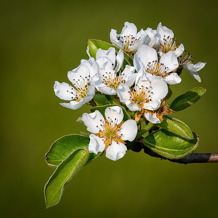 Pear Blossom