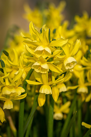 Daffodils -1