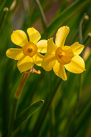 Daffodils -2
