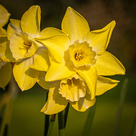 Daffodils -3