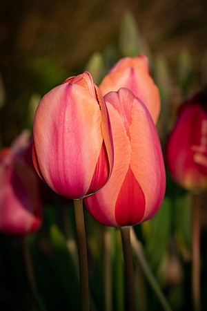 Garden Flowers-2