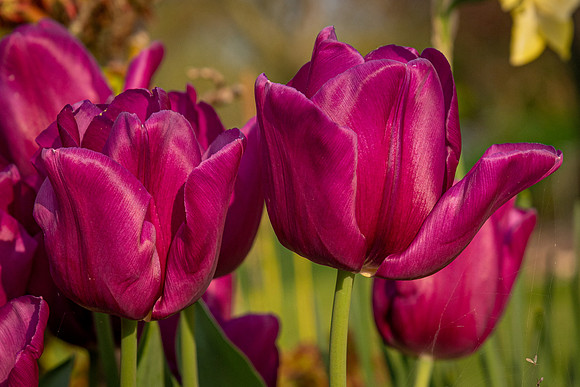 Tulips-15
