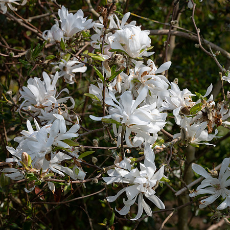 Magnolia Stellata -1