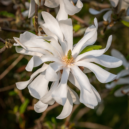 Magnolia Stellata -2