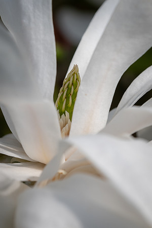 Magnolia Stellata -3