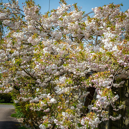Japanese Cherry -1