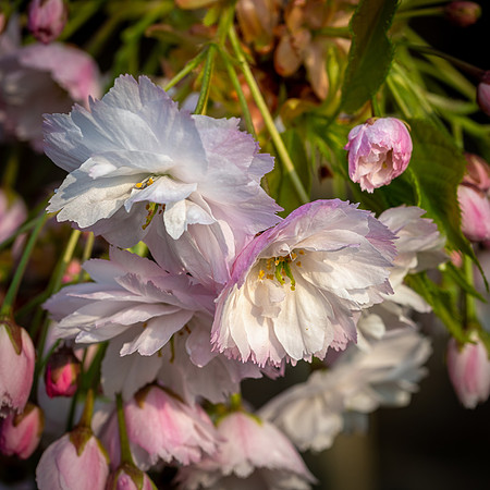 Japanese Cherry -2