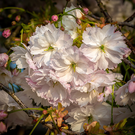 Japanese Cherry -3