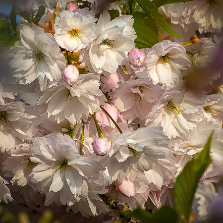 Japanese Cherry -4