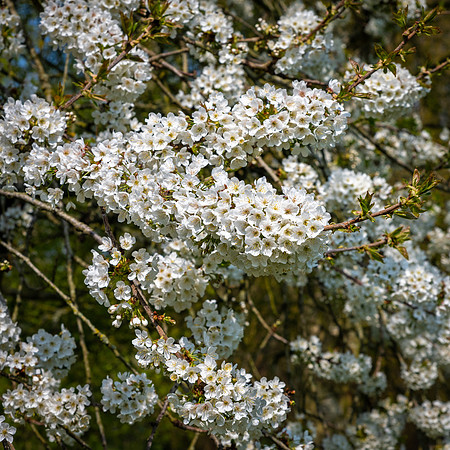 Cherry Blossom -1