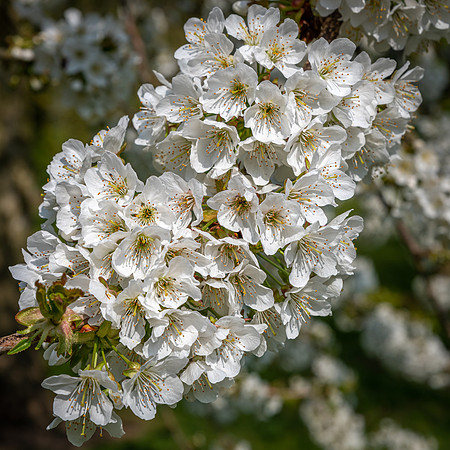 Cherry Blossom -2