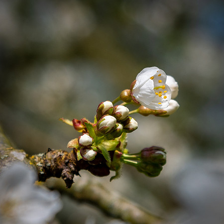 Cherry Blossom -3
