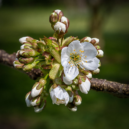 Cherry Blossom -4