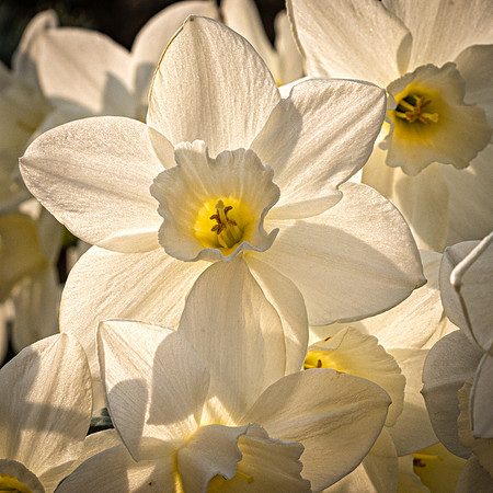 Daffodils -4