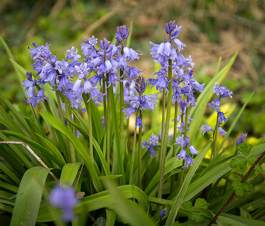 Bluebells