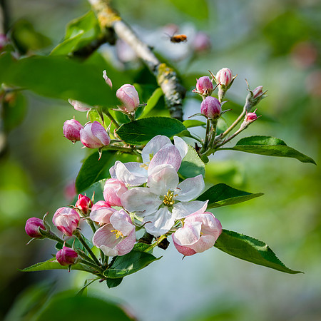 Apple Blossom