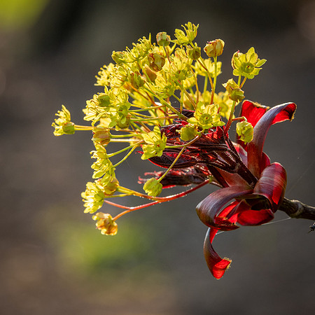 Acer Tree Flowers