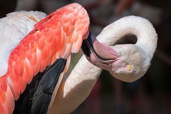 Greater Flamingo Preen 0900822
