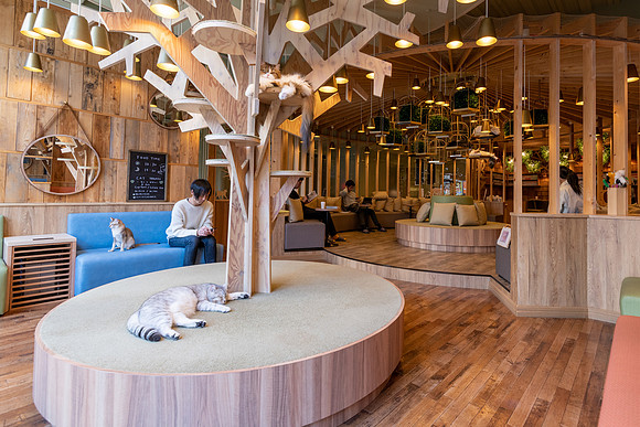 Inside a Cat Cafe -1