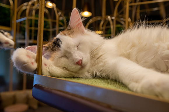 Inside a Cat Cafe -2