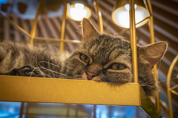 Inside a Cat Cafe -3
