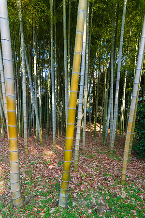 Imperial Palace Gardens -6