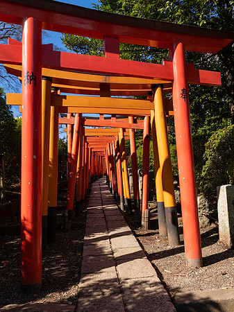 Nezu Shrine -2