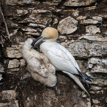 Gannet Feeding Chick
