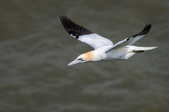 Gannets in Flight -3