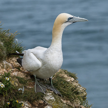 Beautiful Bird