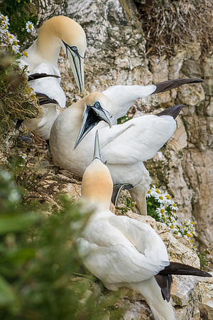 Angry Birds -2