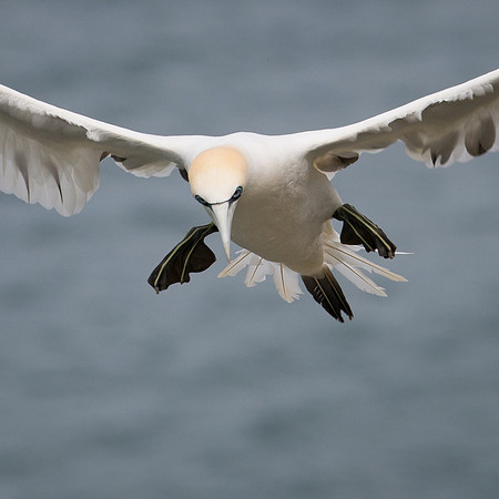 Gear Down
