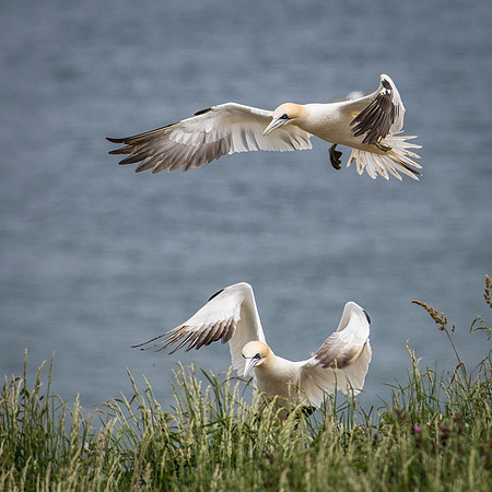 Multiple Landings