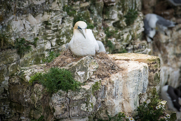 Gannet on Eggs