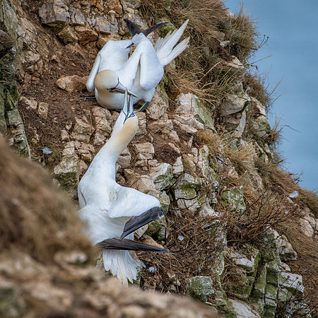 Gannet Love